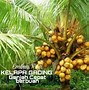 Harga Bonsai Kelapa Gading